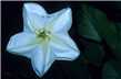 White Moon Flower