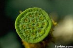 Lotus Seed Pod