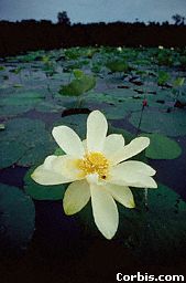 White Lotus