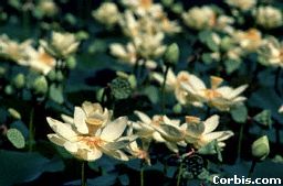 White Lotuses