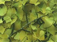 Ginko Biloba