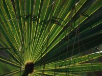 Palm Frond