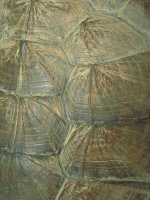 Turtle Shell