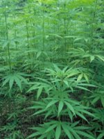 Marijuana Forest