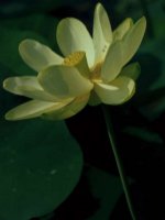 White Lotus