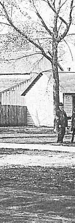 Horses in the middle of town